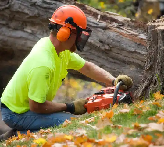 tree services Burr Oak